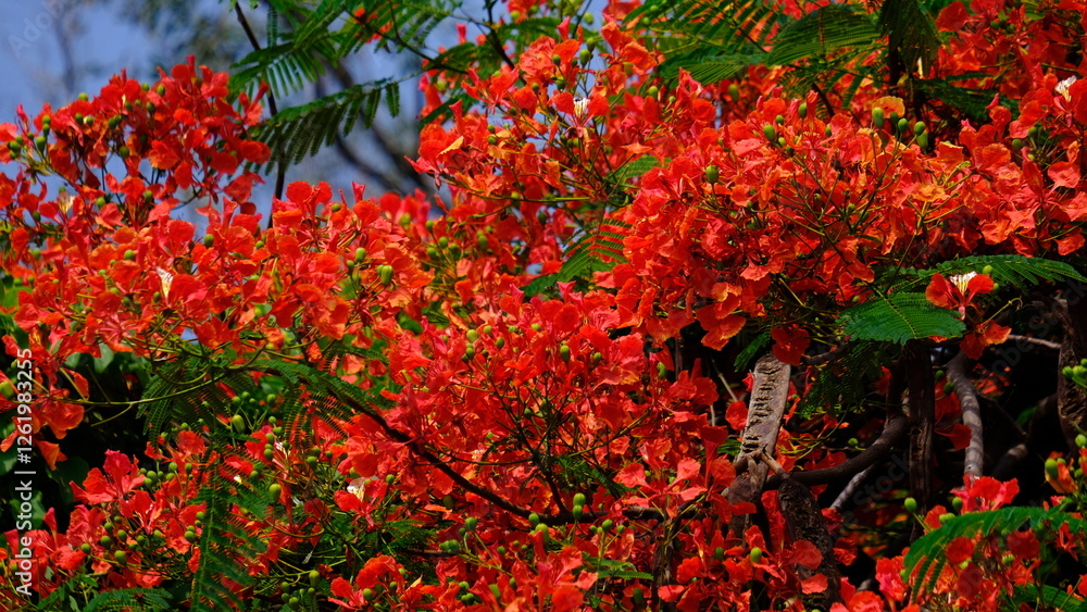 Summer red Delonix regia flowers in Thailand. Plant height reaches 10 meters. Delonix flowers are large, with petals of scarlet or orange-red flowers up to 8 cm long Summer red Delonix regia flowers in Thailand. Plant height reaches 10 meters. Delonix flowers are large, with petals of scarlet or orange-red flowers up to 8 cm long