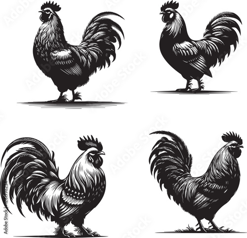 Silhouette of Dixie Hen isolated on white background