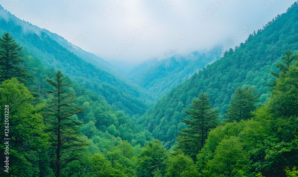Obraz premium Serene misty mountain valley landscape; lush green forests, dense trees, tranquil atmosphere, breathtaking view, nature scenery.