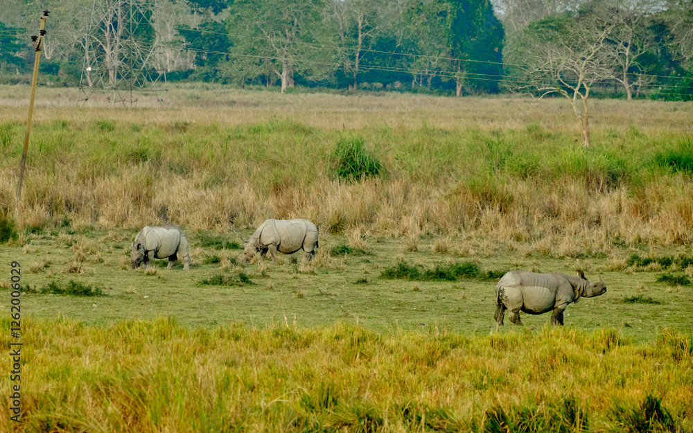 One-horned rhinos grazing in the grasslands of Kaziranga National Park in Assam, India One-horned rhinos grazing in the grasslands of Kaziranga National Park in Assam, India
