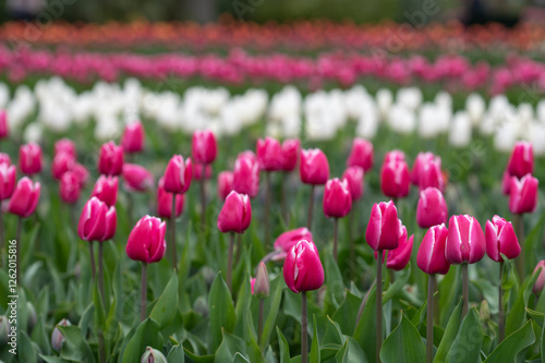 Tulpenfeld