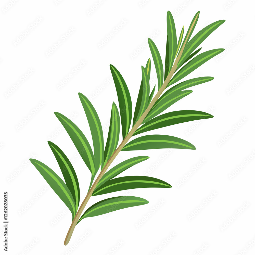 Fototapeta premium sprig of rosemary