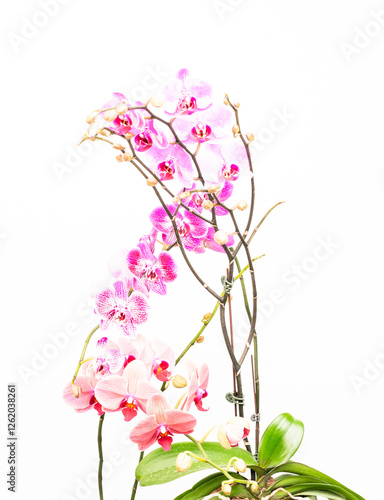 Purple Phalaenopsis orchids with green leaves over white background 