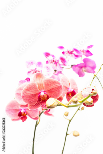 Peach Phalaenopsis orchids with purple Moth orchids at the background 