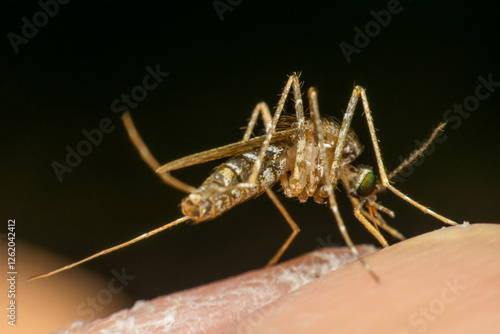 Wallpaper Mural Macro of mosquito (Aedes aegypti) sucking blood Torontodigital.ca