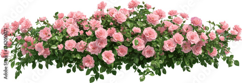 Green foliage bushes with blooming pink roses for decoration