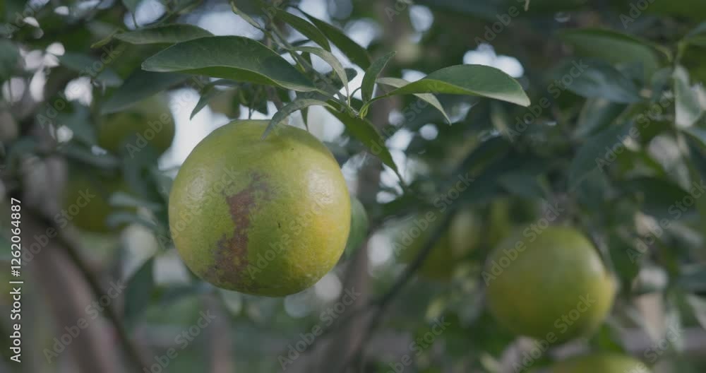 Business farm orange concept nature fruit citrus orchard mandarin tree growing, vibrant organic lush leaves background farmer green garden crop leaf ripe laden branches plant close up farming growth.
Business farm orange concept nature fruit citrus orchard mandarin tree growing, vibrant organic lush leaves background farmer green garden crop leaf ripe laden branches plant close up farming growth.