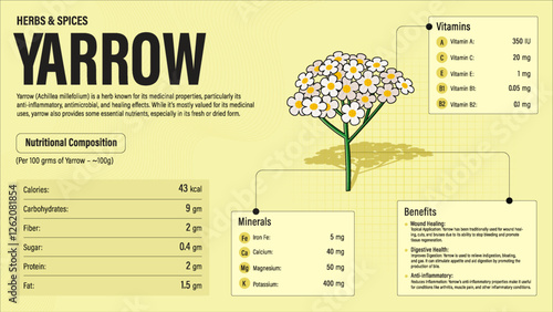 Yarrow Herb Nutrition Facts and Health Benefits–Detailed Vector Infographic for Healthy Eating and Wellness