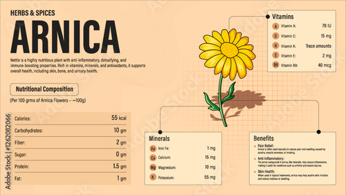 Arnica Herb Nutrition Facts and Health Benefits–Detailed Vector Infographic for Healthy Eating and Wellness