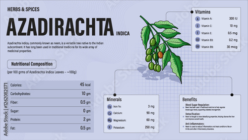Azadirachta indica Herb Nutrition Facts and Health Benefits–Detailed Vector Infographic for Healthy Eating and Wellness