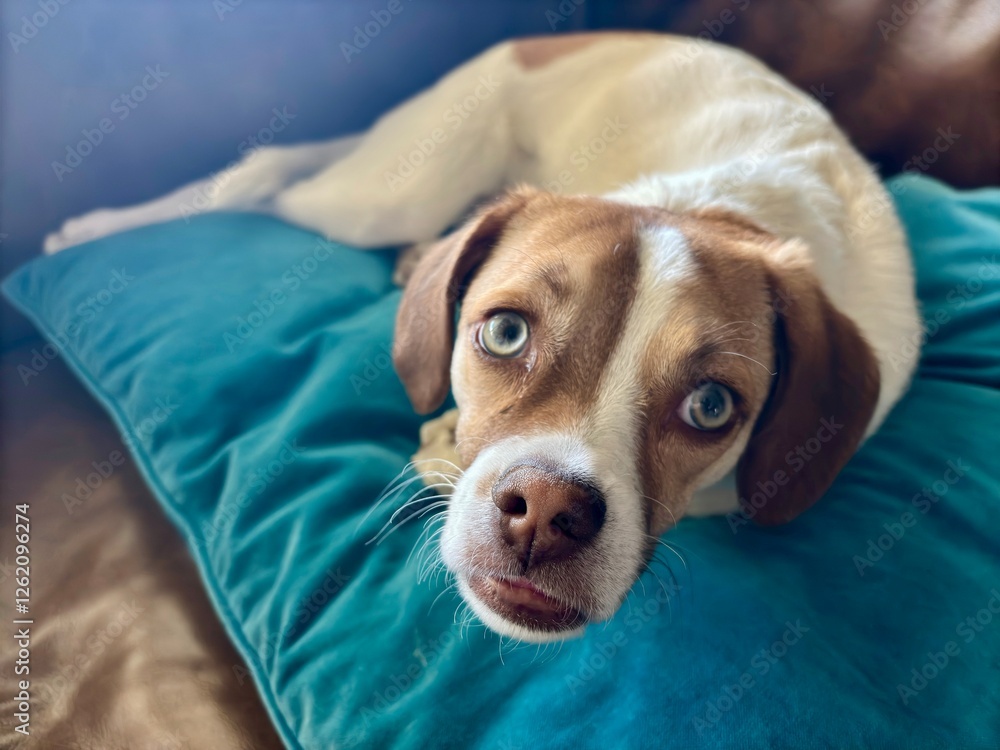 Obraz premium Relaxed puppy lying on a soft teal pillow with an affectionate gaze