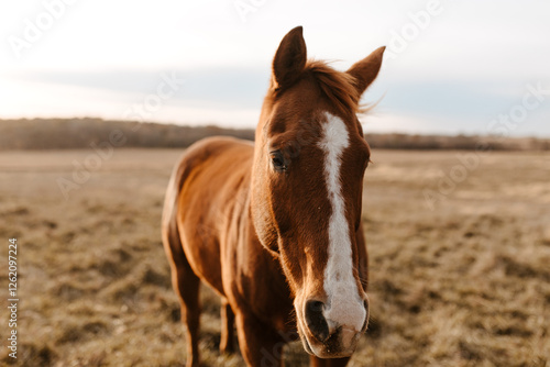 Chestnut horse with a white blaze standing in a grassy Kansas field. photo