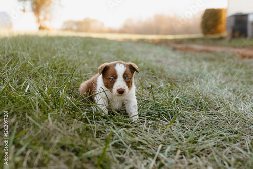 Red and white Border Collie puppy with blue eyes crouching in grass photo