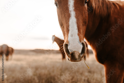 Close-up of chestnut horse with grass in mouth, in a field. photo