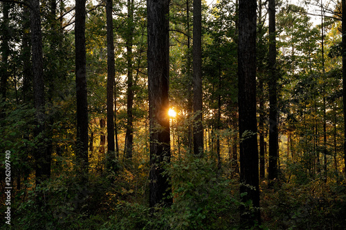 Fototapeta Naklejka Na Ścianę i Meble -  Sunlight filtering through tall trees in a peaceful forest at sunset