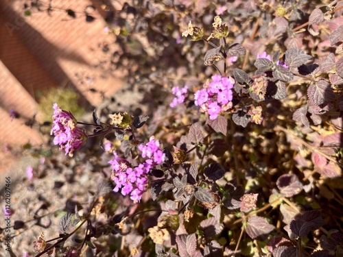 Close-up of lantana flowers with purple blooms and dried leaves photo