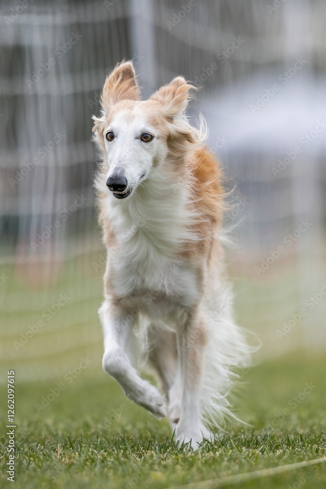 Fototapeta premium Silken Windhound Running Lure Course Sprint Dog Sport
