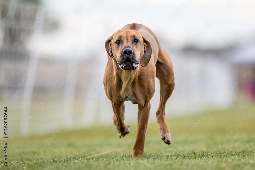 Purebred Rhodesian Ridgeback Running Lure Course Sprint Dog Sport