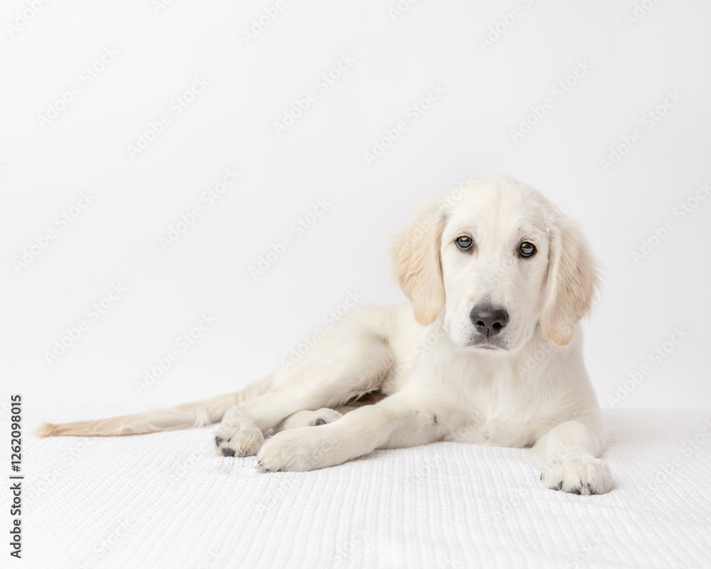 cream colored golden retriever puppy dog lying down in a studio cream colored golden retriever puppy dog lying down in a studio