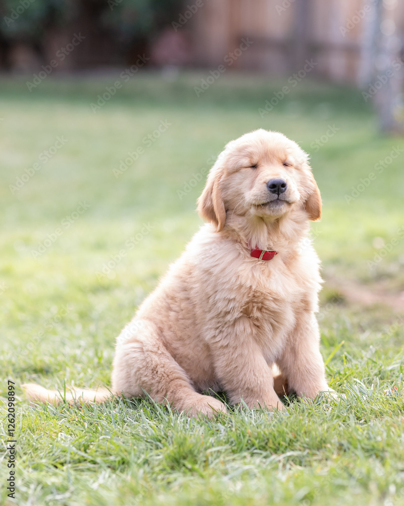 golden retriever puppy sitting down on grass with eyes closed golden retriever puppy sitting down on grass with eyes closed