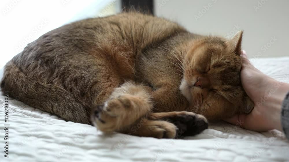 Closeup view human hand stroking British Shorthair cat on bed Closeup view human hand stroking British Shorthair cat on bed