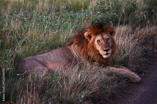 Adult lion resting in the grass at sunrise photo