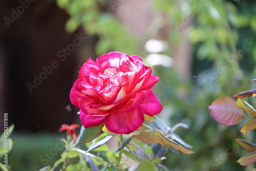 Red rose close up in the garden of the Alhambra in the Spanish city of Granada, Andalusia, Spain