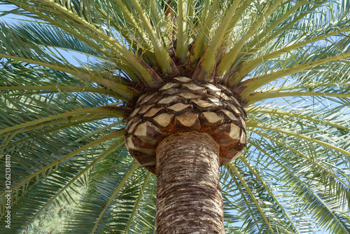 detail of the pruning of a palm tree