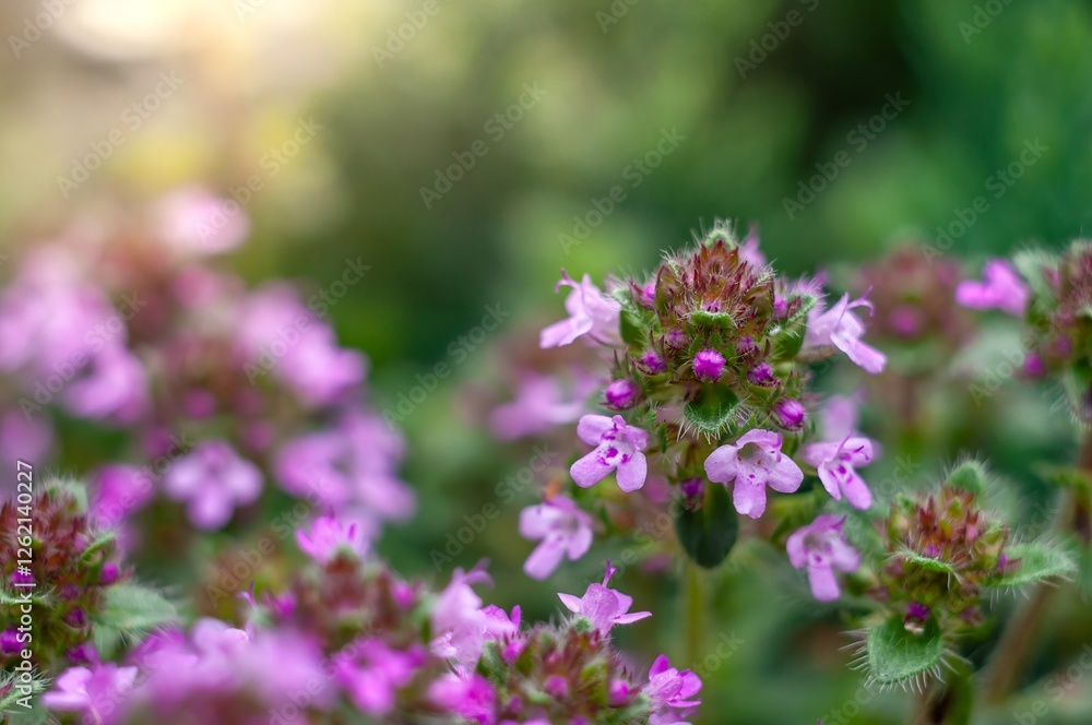 Sunlit thyme blossoms in selected focus with bokeh framing the vibrant pink and purple hues. Sunlit thyme blossoms in selected focus with bokeh framing the vibrant pink and purple hues.