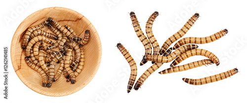 Worms larvae zophobas in wooden bowl isolated on white background. Food for exotic animals. Top view. Flat lay