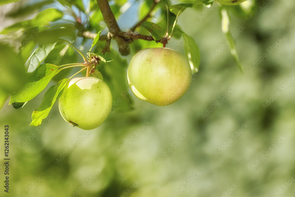Space, farm and trees with apples in nature for agriculture, sustainability produce or spring season. Ecology, environment and plant with fruit in orchard for species cultivation, leaf and growth Space, farm and trees with apples in nature for agriculture, sustainability produce or spring season. Ecology, environment and plant with fruit in orchard for species cultivation, leaf and growth