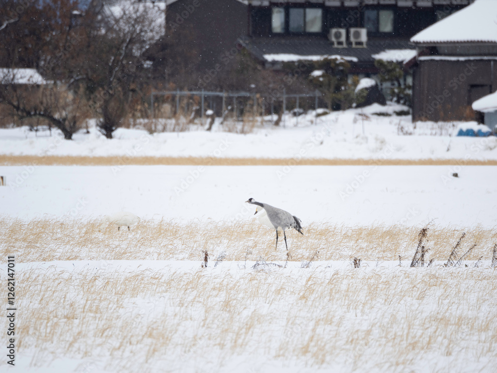 Obraz premium Common Crane about to take off