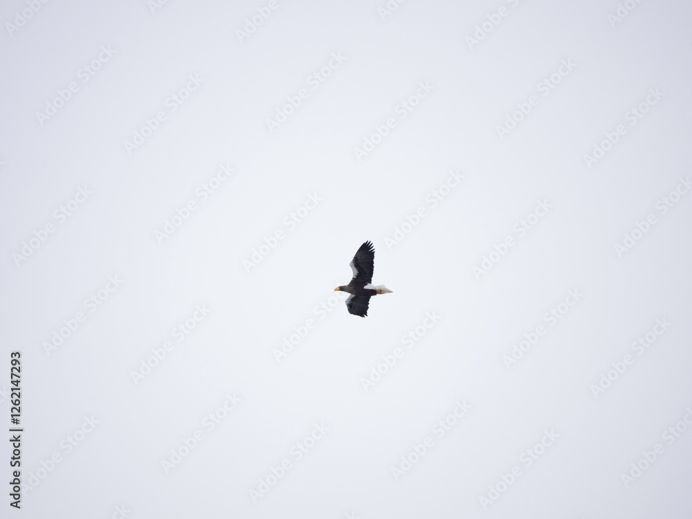 Fototapeta premium Stella Eagle flying