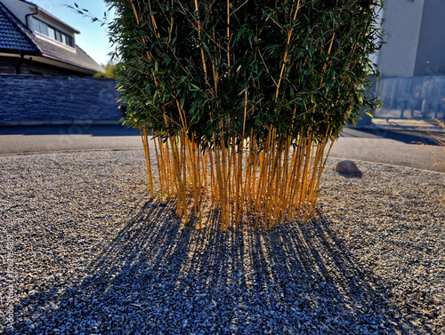 Jumbo is an old bamboo favourite with soft green, pointed leaves, about 10 cm long, elegantly hanging on canes offering relaxed appearance. Young canes are green and change to yellow. invasive patio photo