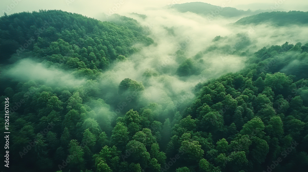 The scene captures the dense, lush green trees shrouded in a mystical layer of fog The scene captures the dense, lush green trees shrouded in a mystical layer of fog