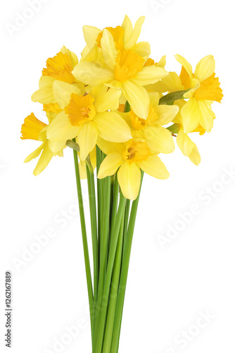 Wallpaper Mural Daffodil flower or narcissus isolated on white background with full depth of field Torontodigital.ca
