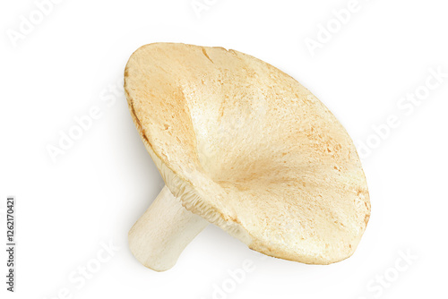 fresh milk cap boletus mushroom isolated on white background. Top view. Flat lay photo