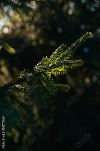 A green branch of a pine in the rays of the sun