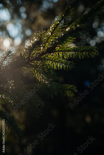 A green branch of a pine in the rays of the sun