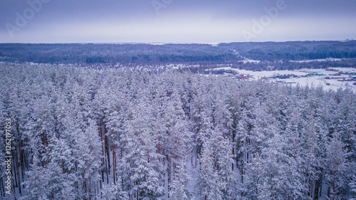 winter forest landscape in the wild