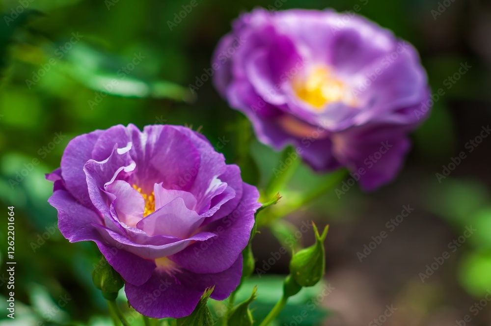 Two stunning purple roses in full bloom, their petals showcasing a delicate, soft yellow center against a vibrant green backdrop.