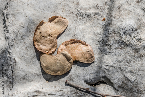 Mopani tree seeds, near Okaukuejo, Namibia photo