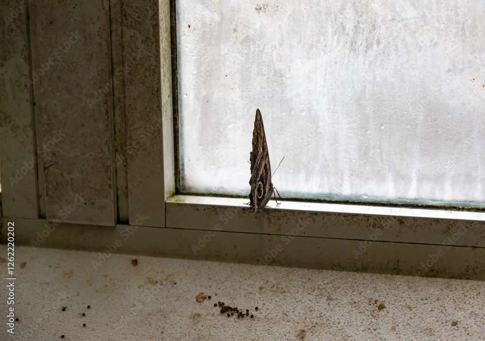 Butterfly in the House of butterflies, Vienna
