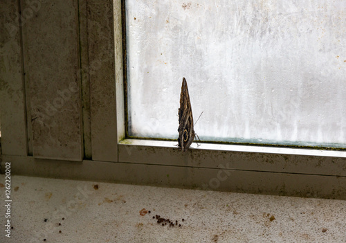 Obraz na płótnie Butterfly in the House of butterflies, Vienna w salonie