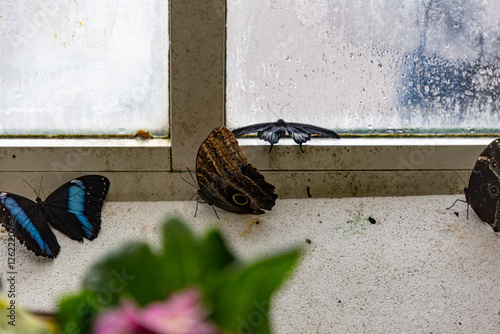 Obraz na płótnie Butterfly in the House of butterflies, Vienna w salonie