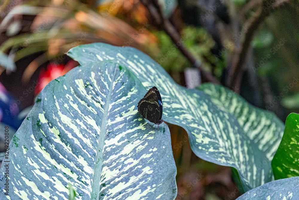 Butterfly in the House of butterflies, Vienna