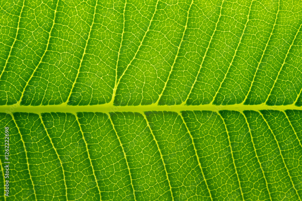 structure of leaf natural background. Nature foliage abstract of leave texture for showing concept of green business structure of leaf natural background. Nature foliage abstract of leave texture for showing concept of green business