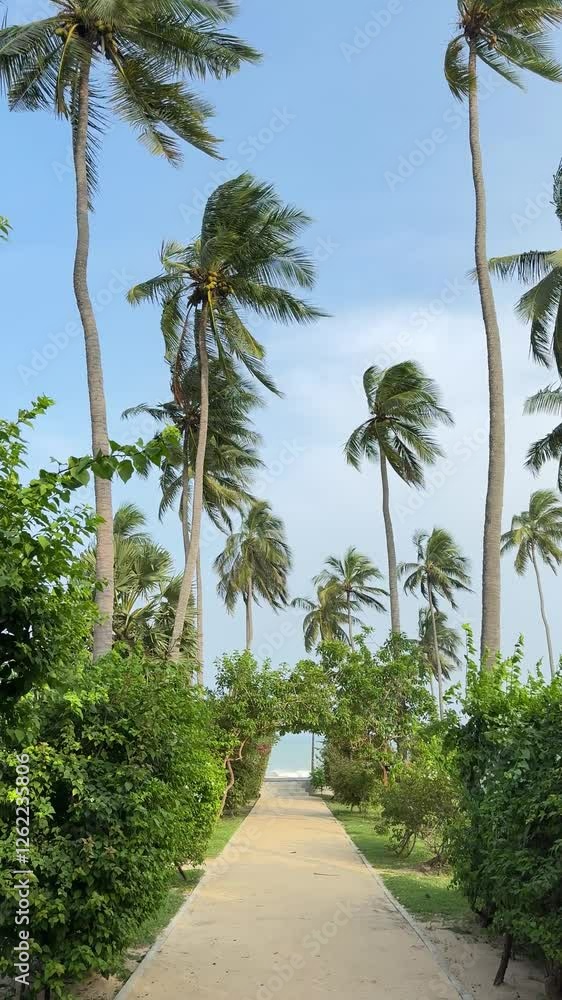 Path of palm trees leading to the beach Path of palm trees leading to the beach