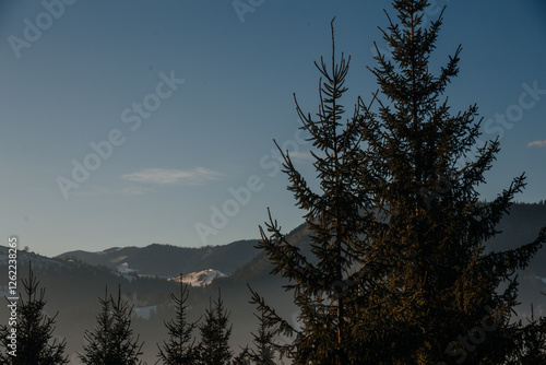 coniferous pine green forest against the background of mountains and clear blue sky, Ukraine