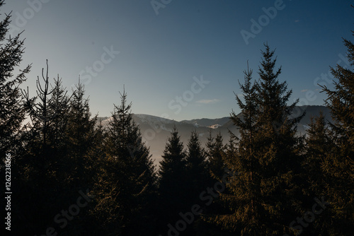 coniferous pine green forest against the background of mountains and clear blue sky, Ukraine